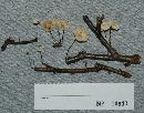 Marasmius rotula image